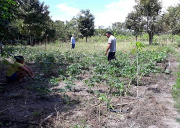 Senado aprova a Lei Assis Carvalho para auxílio financeiro para agricultores familiares